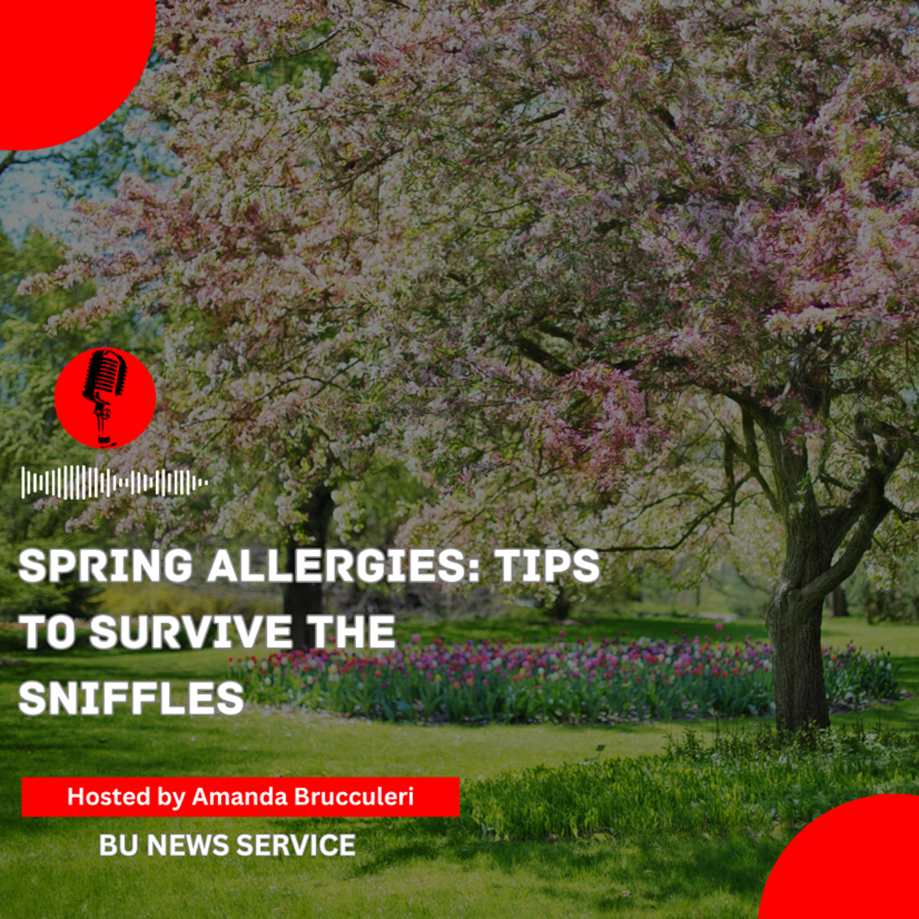 Spring allergies: tips to survive the sniffles episode artwork