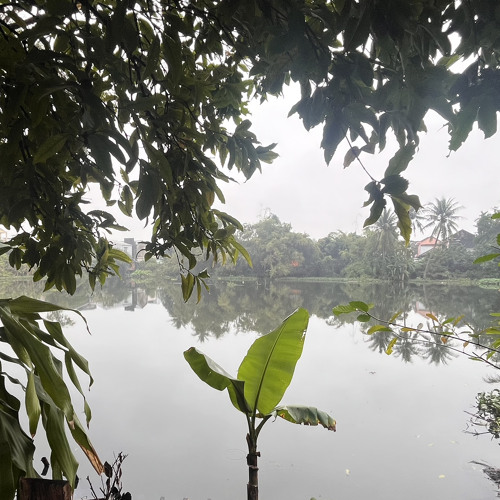 Cỏ dại và hoa dành dành (bản douyin)