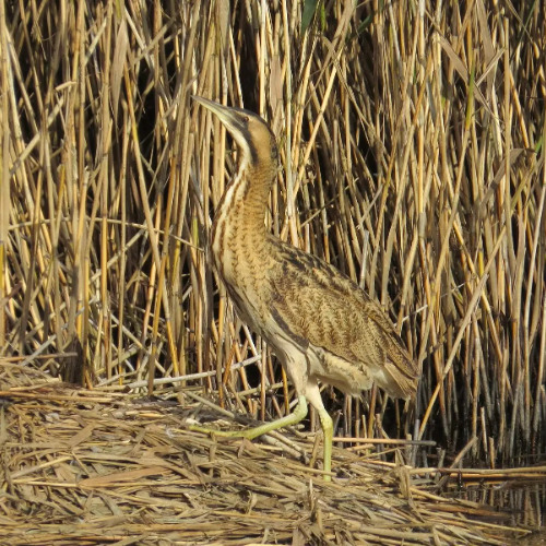 Bittern calling 5 m away from the microphone