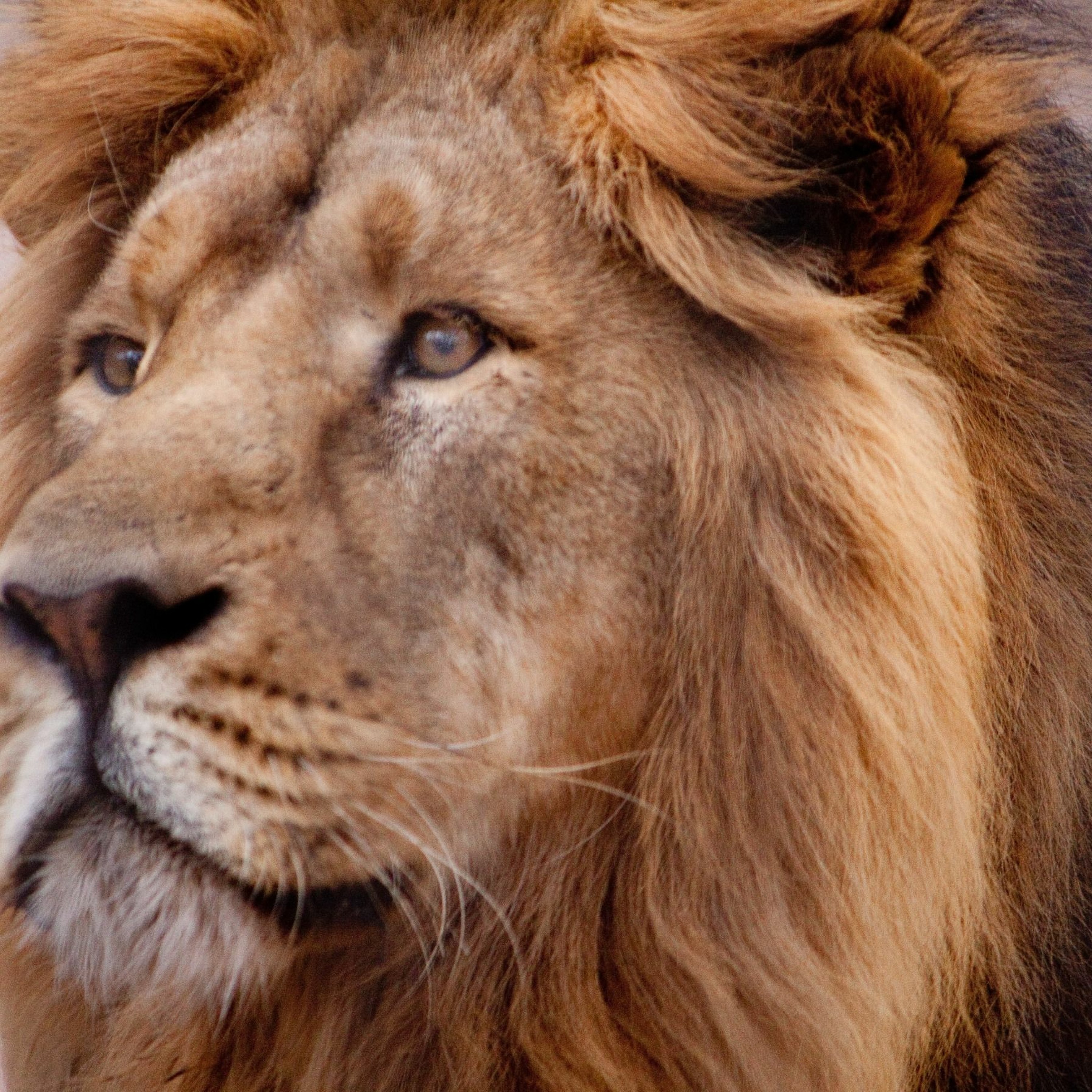 Bold As A Lion episode artwork