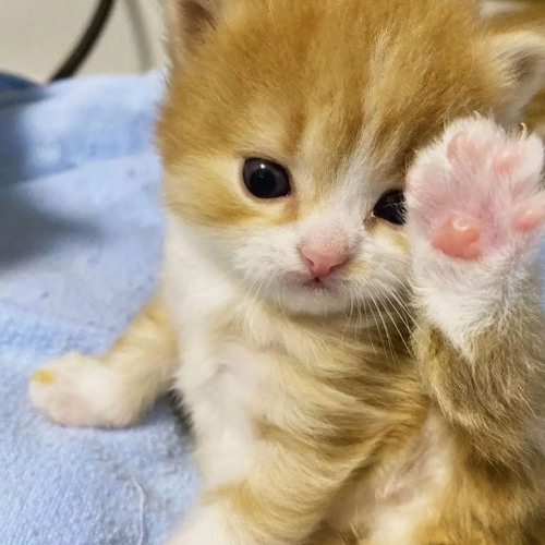 Stream Spaceman Rock Afire Explosion By Felix Listen Online For