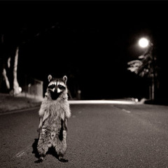 Waschbär (Racoon)  🦝