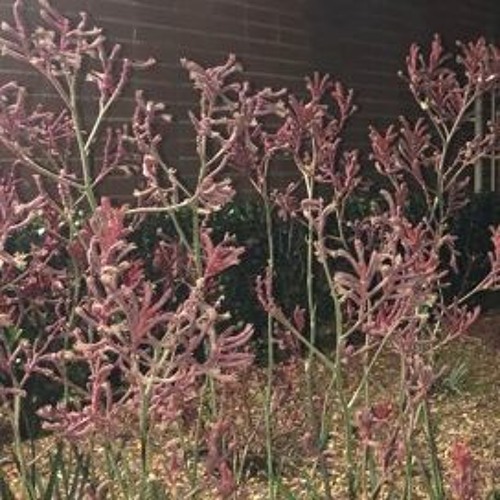 nowadays (prod. xtravulous)