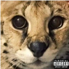 Mice on Venus - Sped up