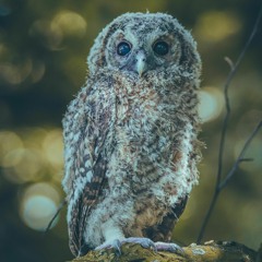 Record-early Tawny Owlets