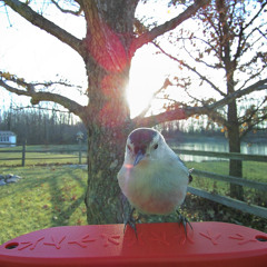 Shadow Of Your Wings