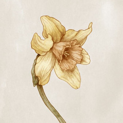 Dauphin (prod:superstarbeat)