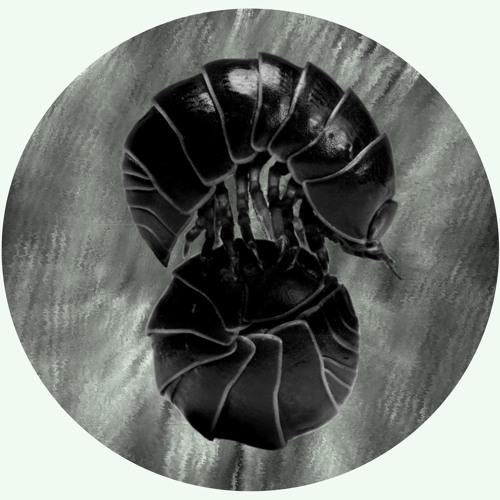 Brixtā - isopods