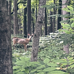 waloheights - jackinthebox prod fish$cale #nature