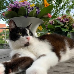 MOUZ (Free Download)