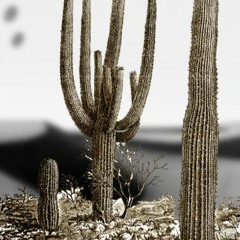 Amidst Cacti [unmixed instrumental]