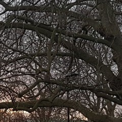 Parabola
