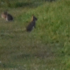 LE : nuo3 : 2_20231022