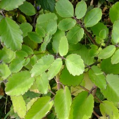 Ọfọ̀ Ewé Àbámọdá