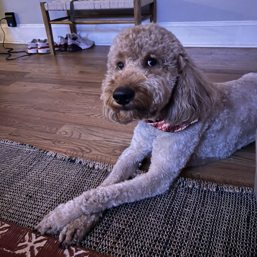 Goth boi  (prod. by Vlone Chris)