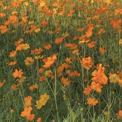 Butterfly - Mozzy(Prod. tego)