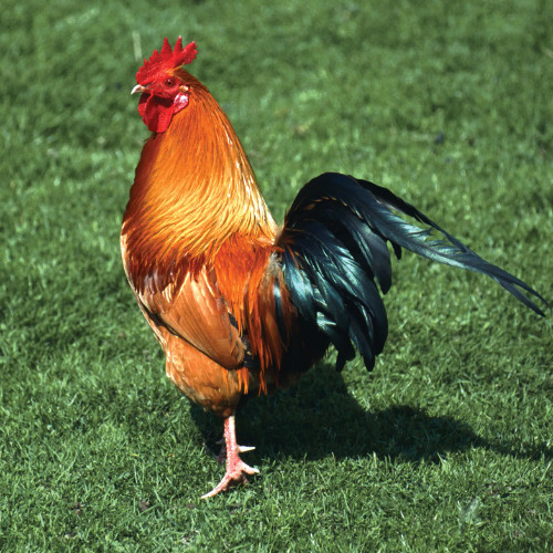 el snappo chicken mixx