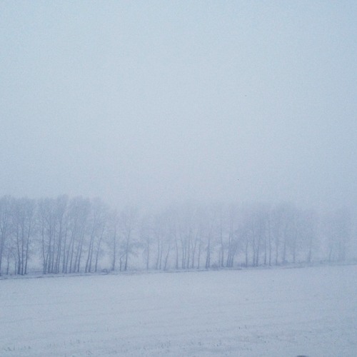 pasteboard - snowsheep