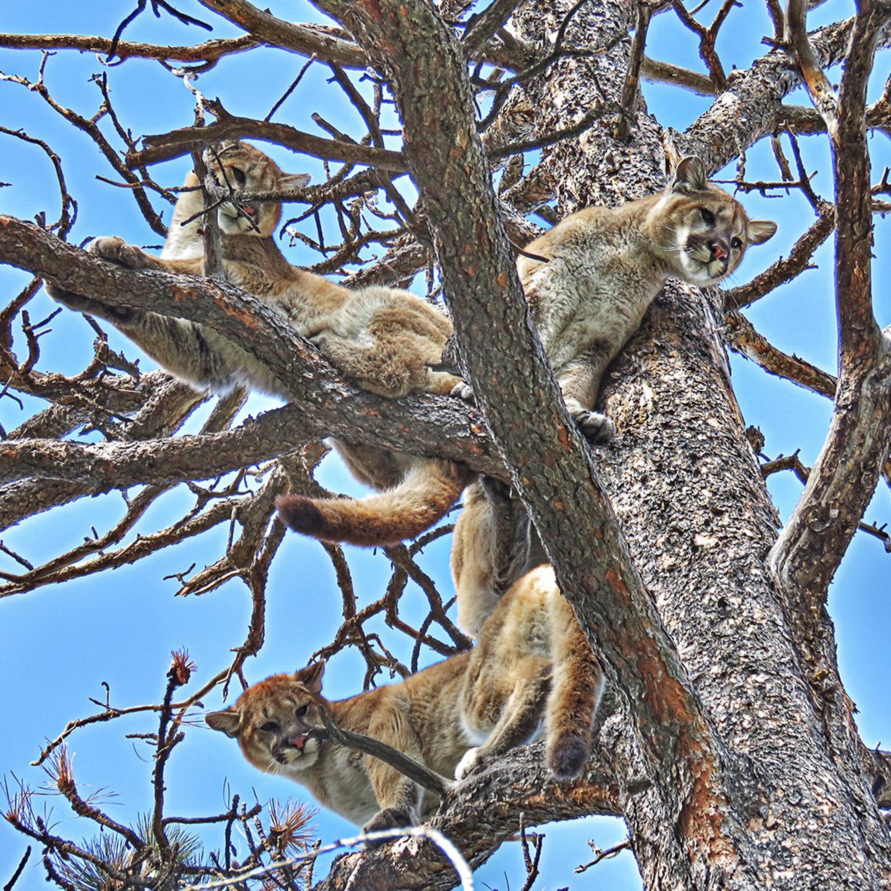 Episode 16: How To Mountain Lion Hunt with Guy Eastman