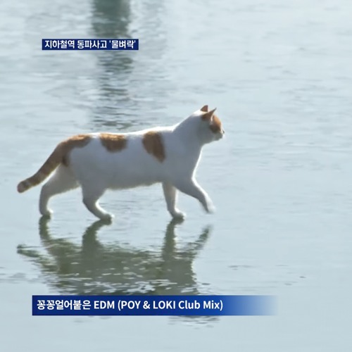 꽁꽁 얼어붙은 한강 위로 고양이 EDM (POY & LOKI Club Mix) - POY & LOKI (Free Download)