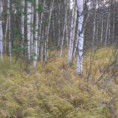 sata miljoonaa kiloa höyheniä