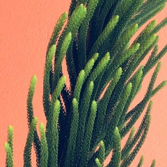 Thorn (Original Mix)