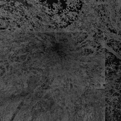 Corina (TomVR) x Neoprene (Lokane)