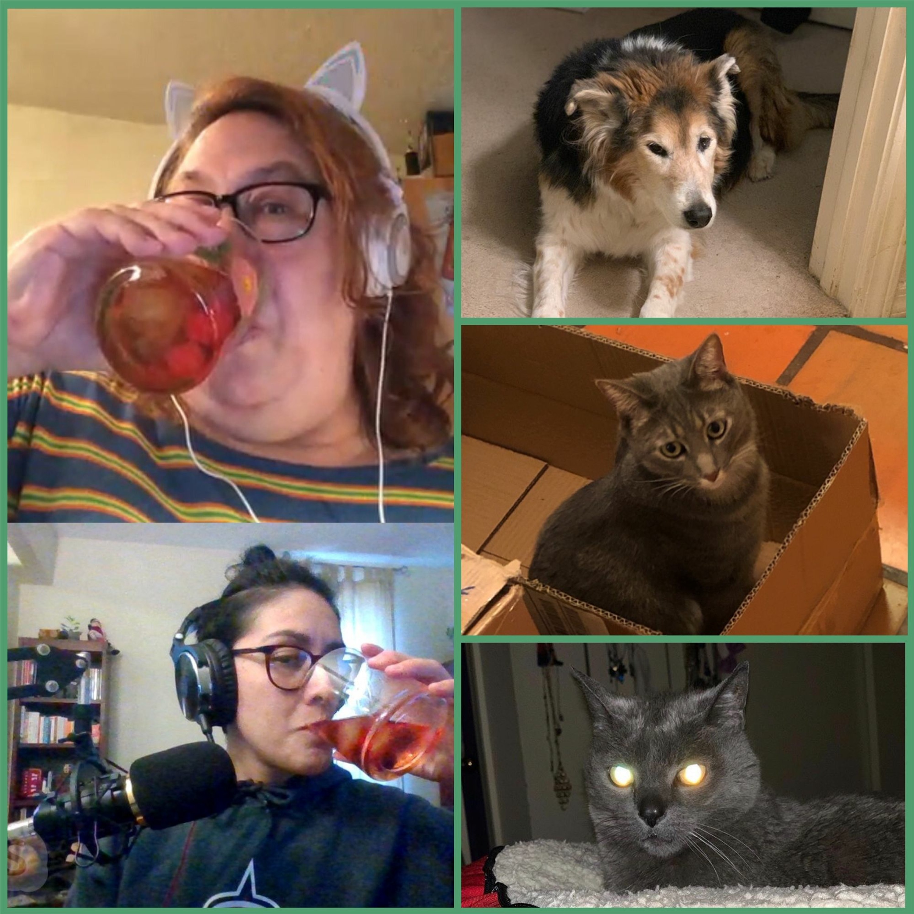 The Bodega Cats Podcast
