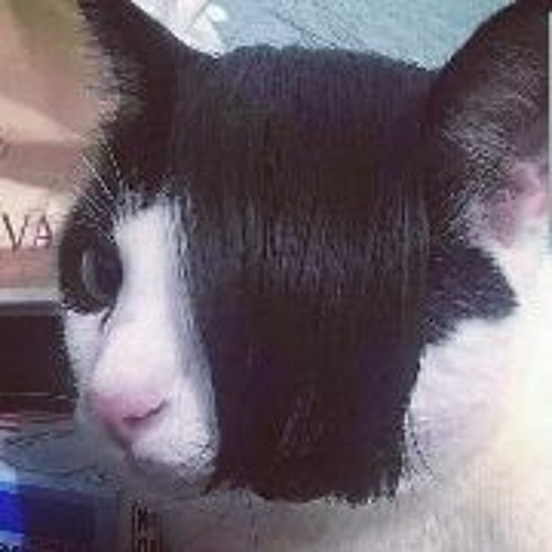 Stream Emo Cat by kitten | Listen online for free on SoundCloud