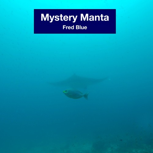 Mystery manta