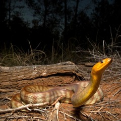 מה שומעים הנחשים