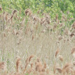 Savi's Warbler