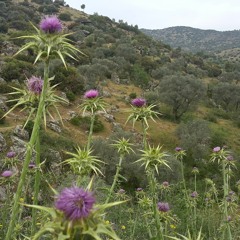 Megara Karşılaması