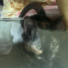 Honorable <prod. wckd>