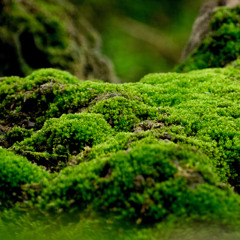 Moss Upon the Stone (Clip)