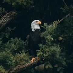 Hotboii - Never Say Never SLOWED