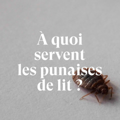 À quoi servent les punaises de lit ? [Épisode bonus]