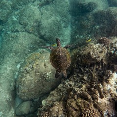 Deep Formation