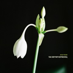 Зимняя Тайга