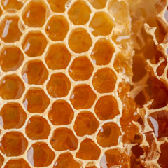 HONEY COMB