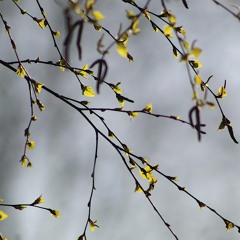 Anitcovid Riddim | Reggae Instrumental 2020