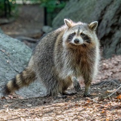 Trash Panda (clip)