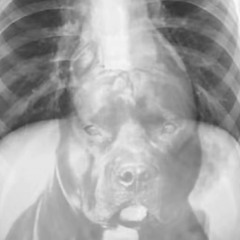 𝐓𝐡𝐚𝐭 𝐝𝐨𝐠 𝐢𝐧 𝐦𝐞