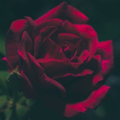 Here My LOVE Is