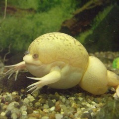 Anura