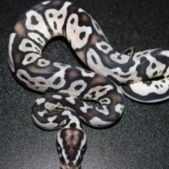 KING SNAKE