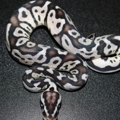 KING SNAKE