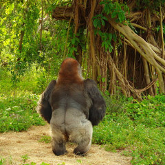 piss gorilla