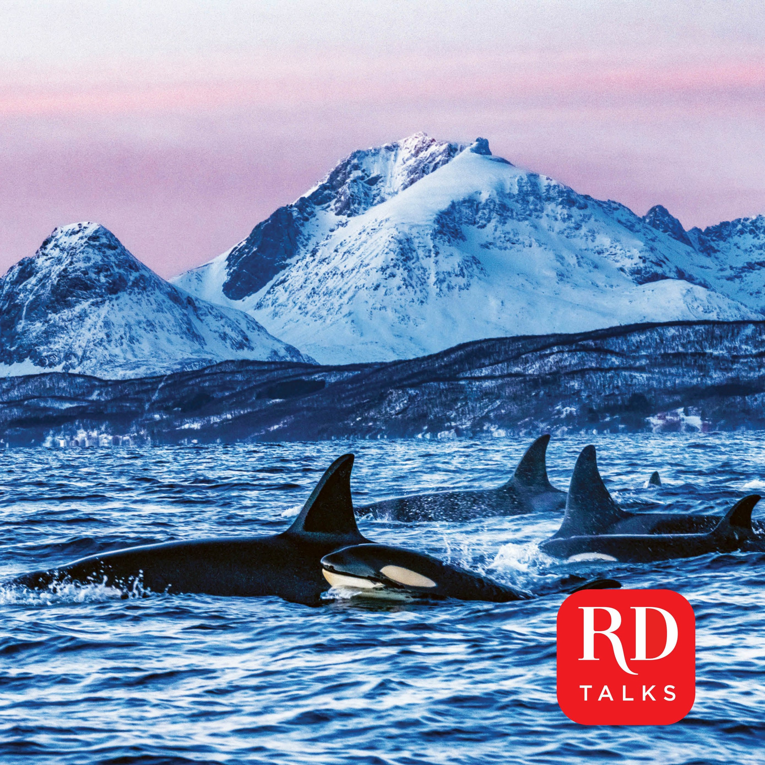 Swimming with orcas