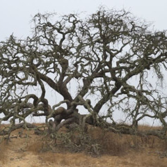 ni.nanina (disquiet0729)